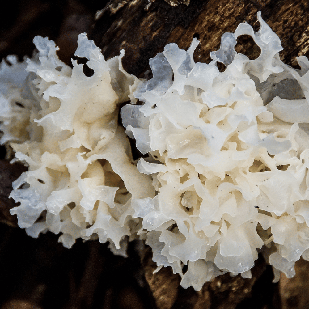 trimella-mushroom