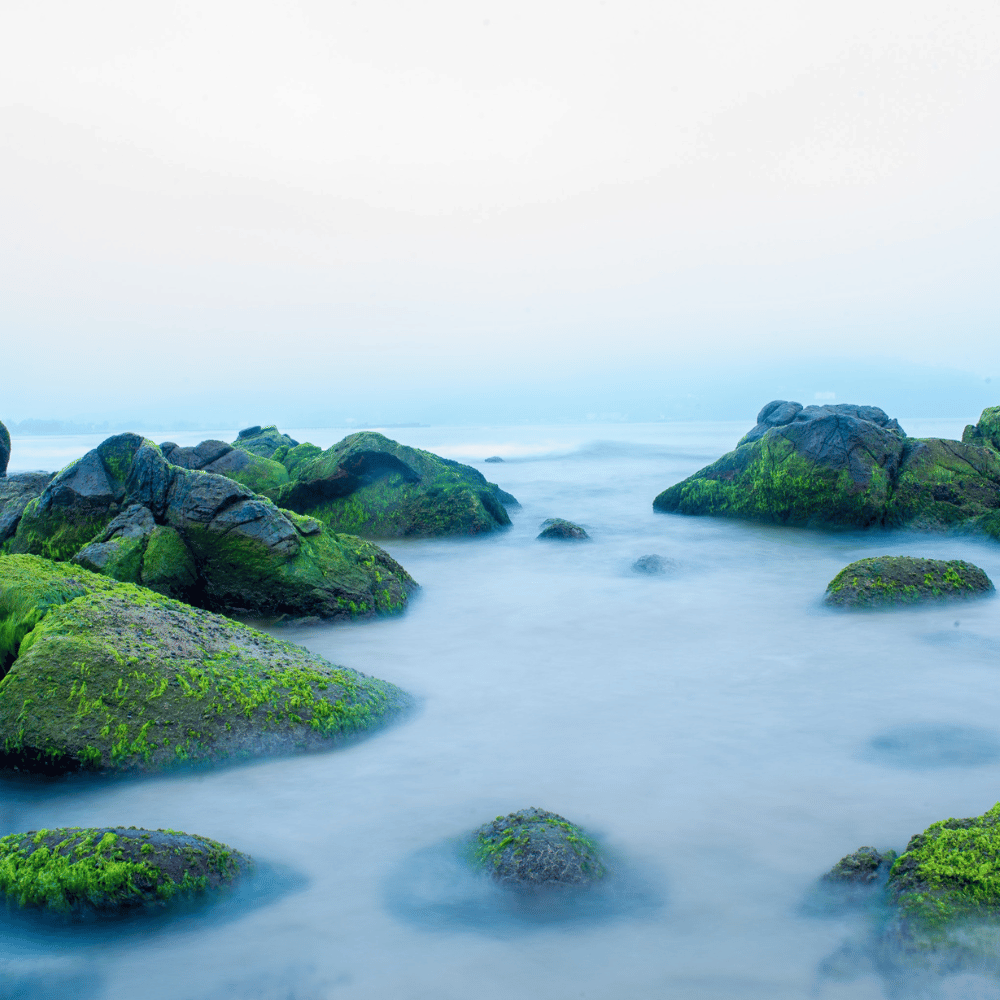 Don't Be Kelpless: Discover the Magic of Organic Sea Moss Capsules