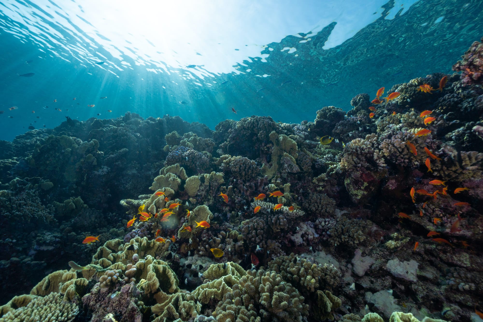Unlock the Secrets of the Sea: A Review of Marine Collagen Powder