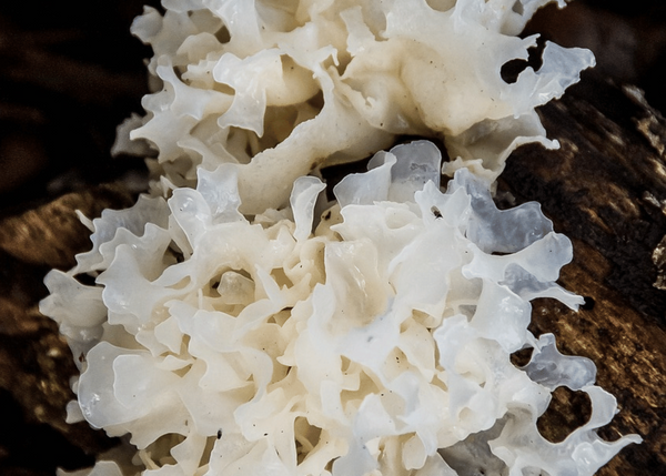 Why Tremella Mushroom is Fungi-ng Its Way into Health Circles